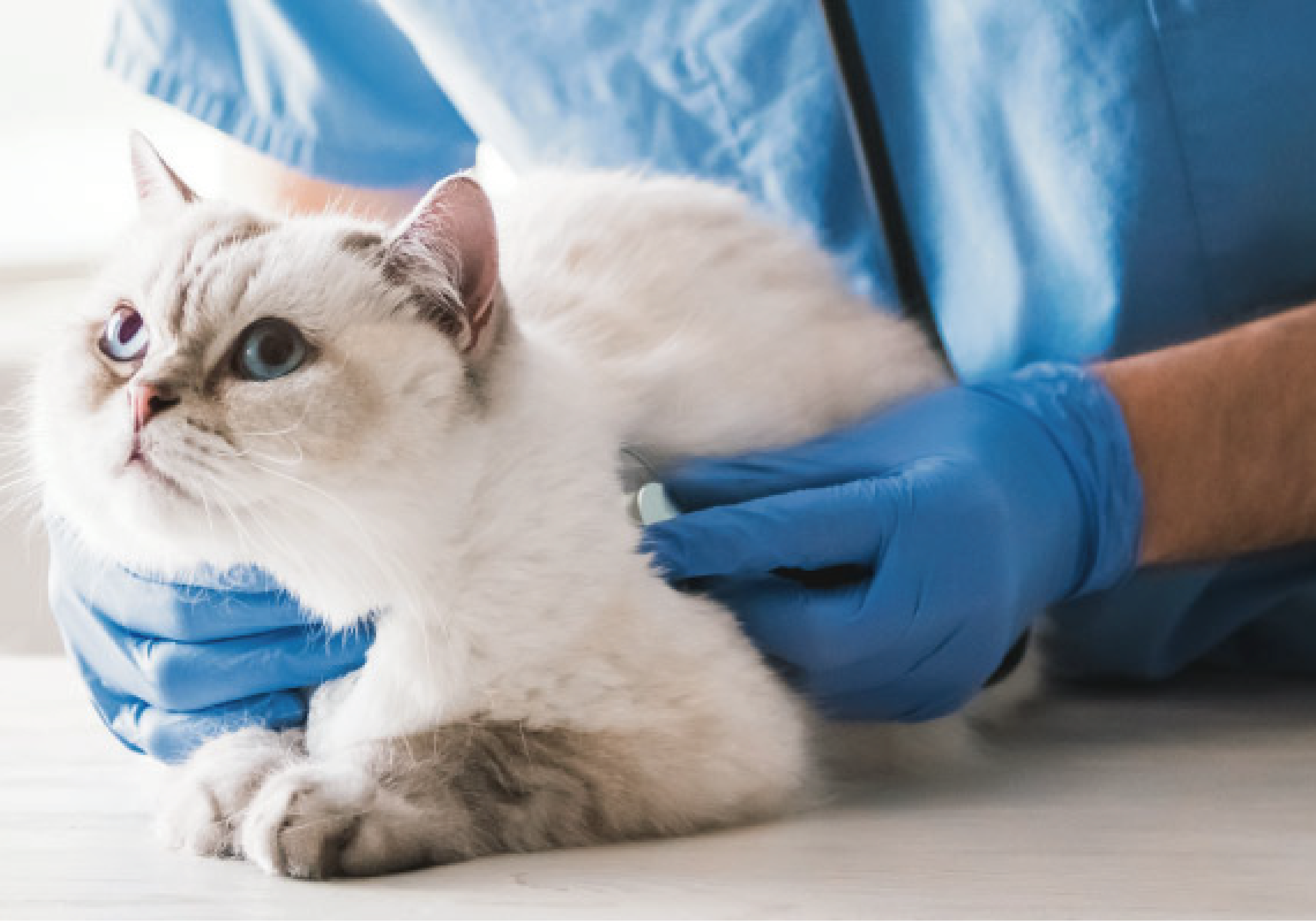 Esterilización en Perritas y Gatitas: ¿Por qué es buena decisión?