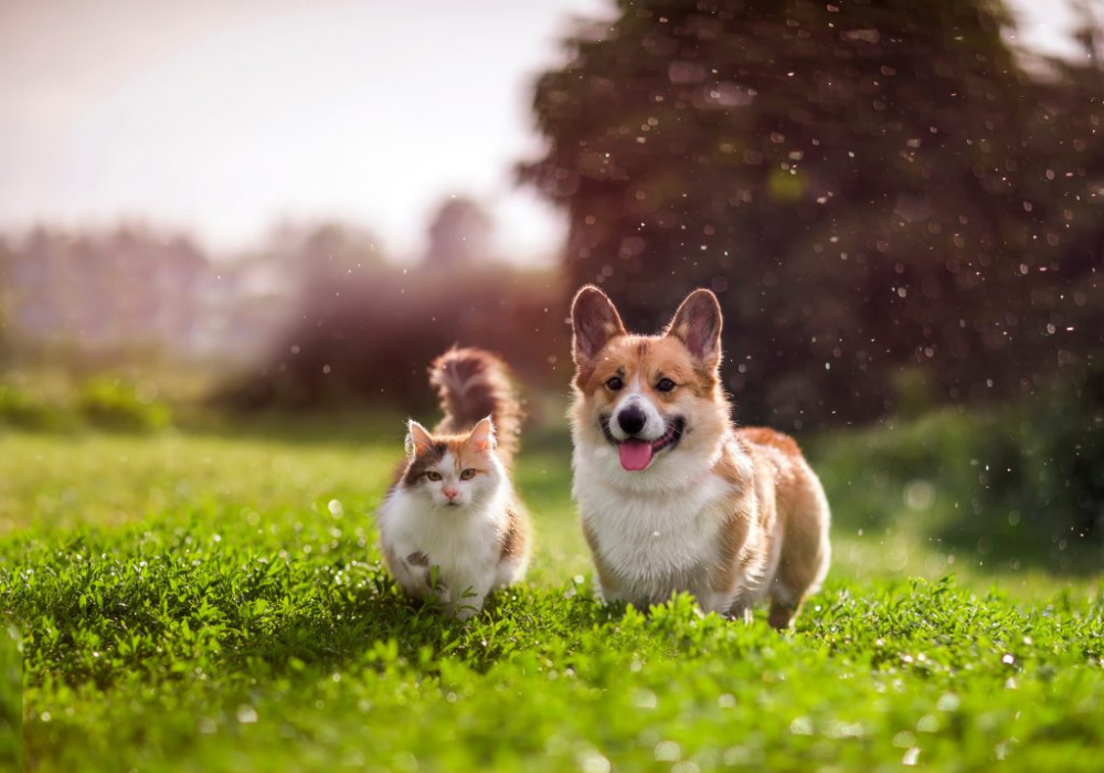 Día de la alegría junto a tu mascota. ¿Cómo complementar su felicidad?