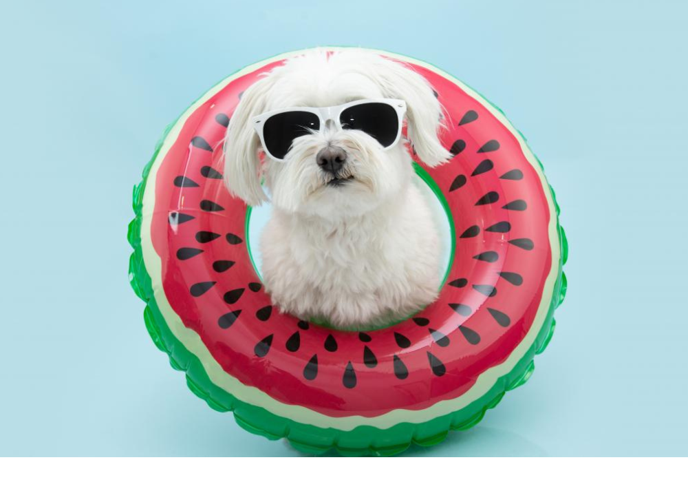 ¿Cómo aliviar el calor de tu mascota? Te dejamos 6 tips para refrescarlos