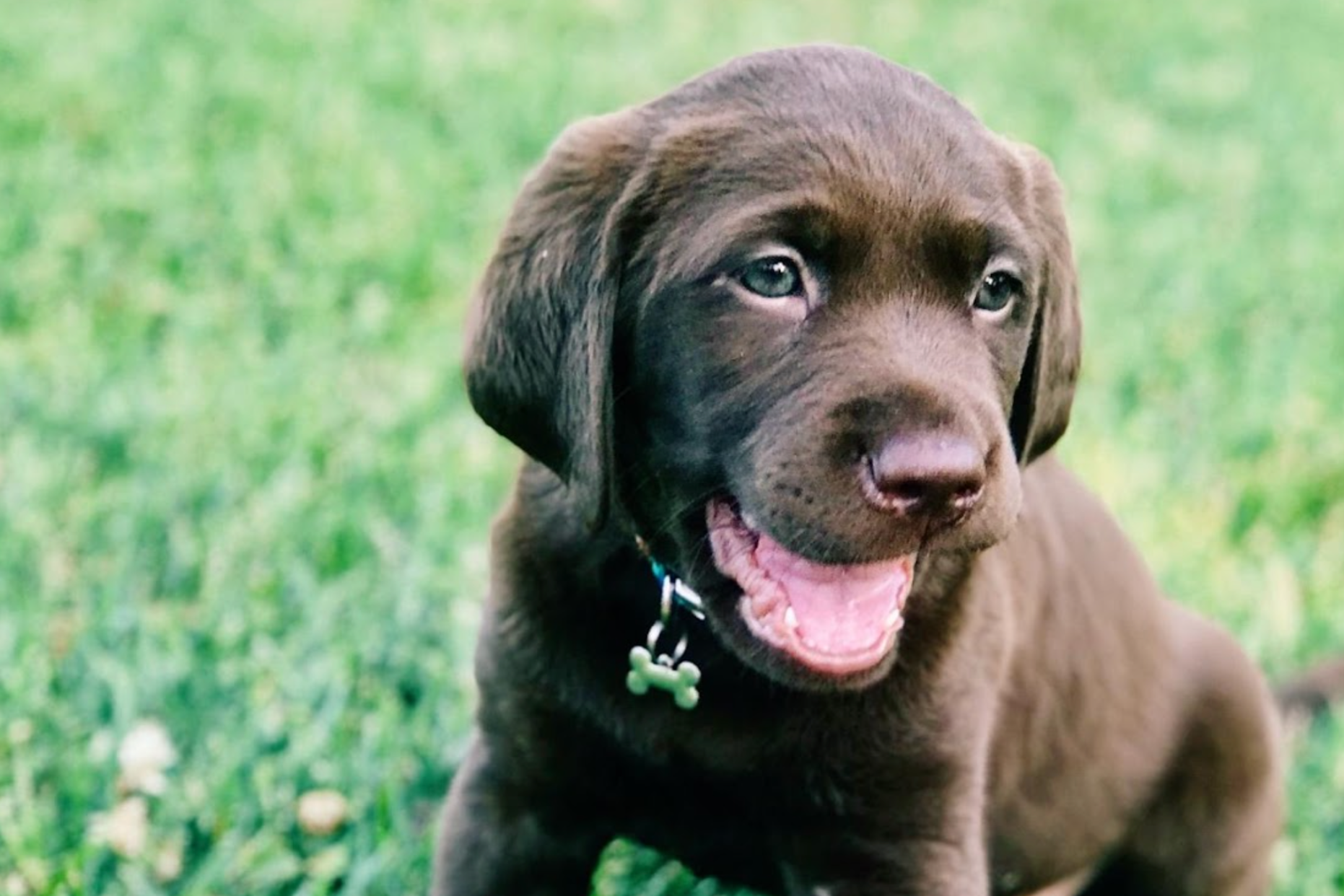 ¿Pet-mamá o Pet-papá por primera vez? Te dejamos 5 tips si es tu primera vez criando a una mascota