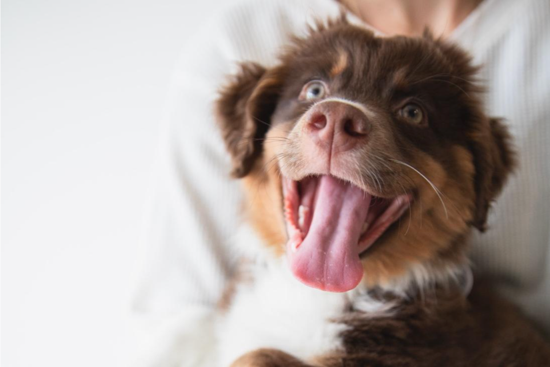 como cuidar a un perro mascota en casa