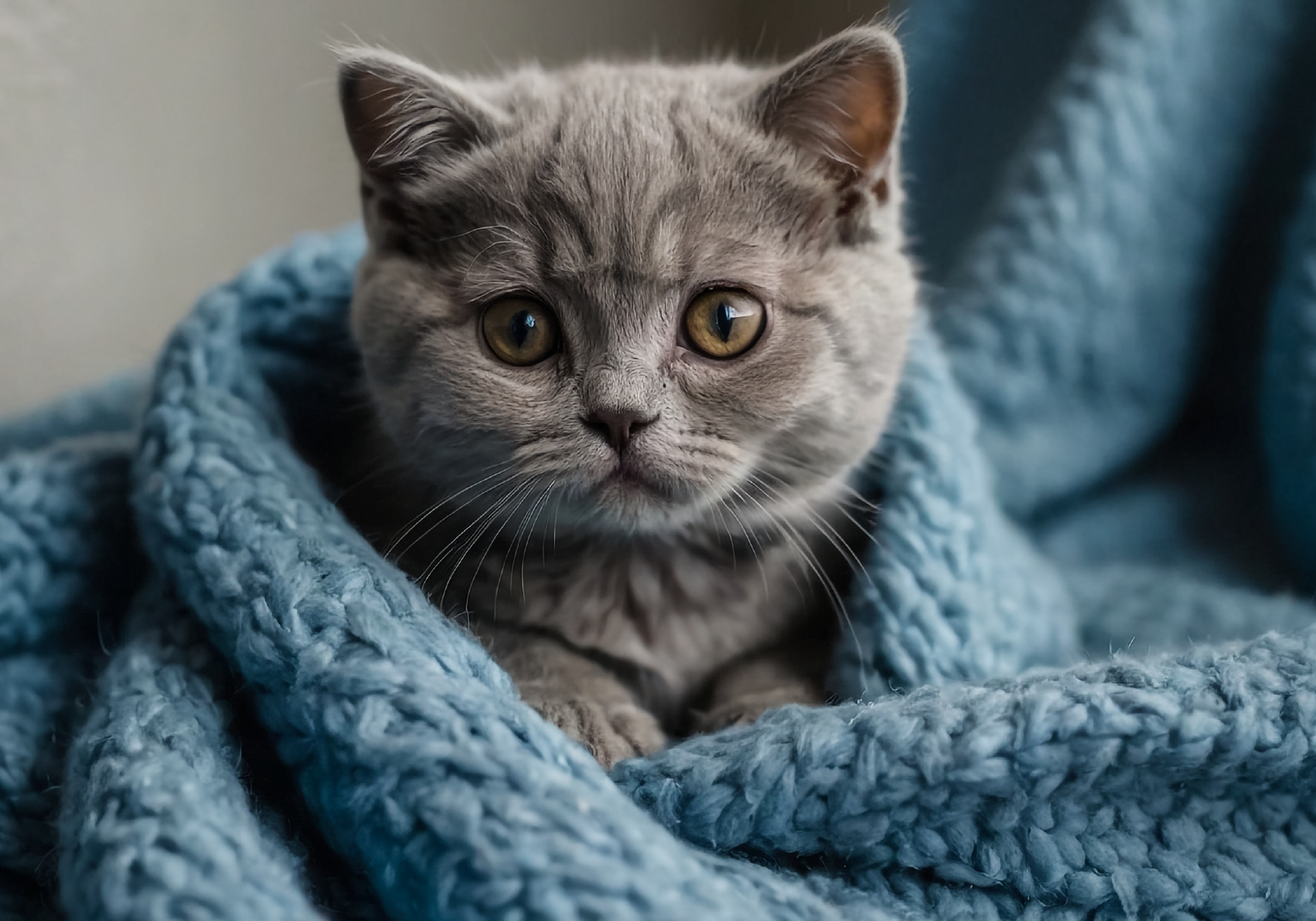 ¿Los gatos pueden resfriarse? Causas, síntomas y tratamiento