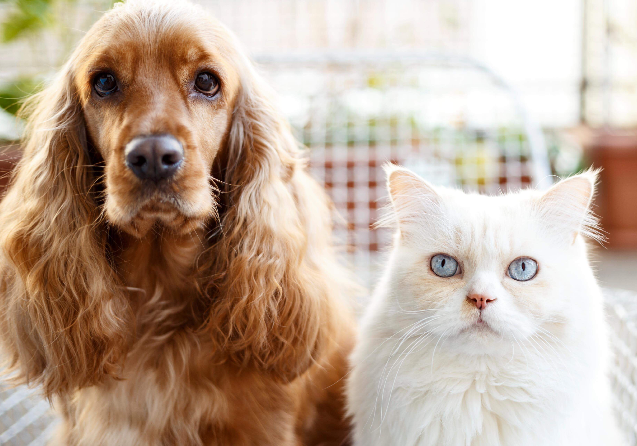 Consejos para cuidar el pelaje de perros y gatos de pelo largo en verano