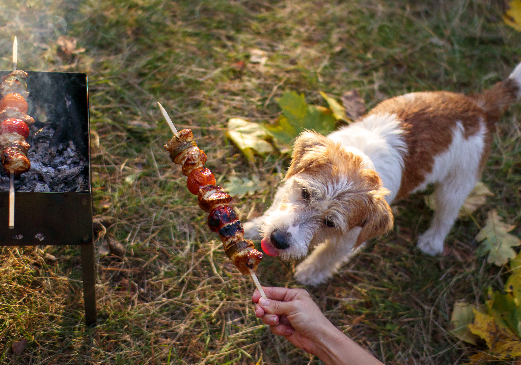 Recetas caseras para las mascotas en Fiestas Patrias