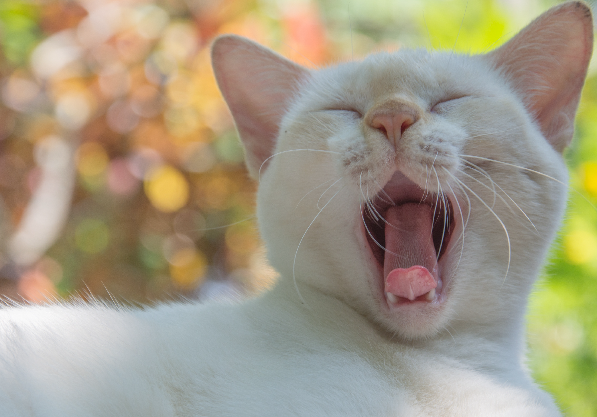 Acné Felino: Causas, Síntomas y Tratamientos