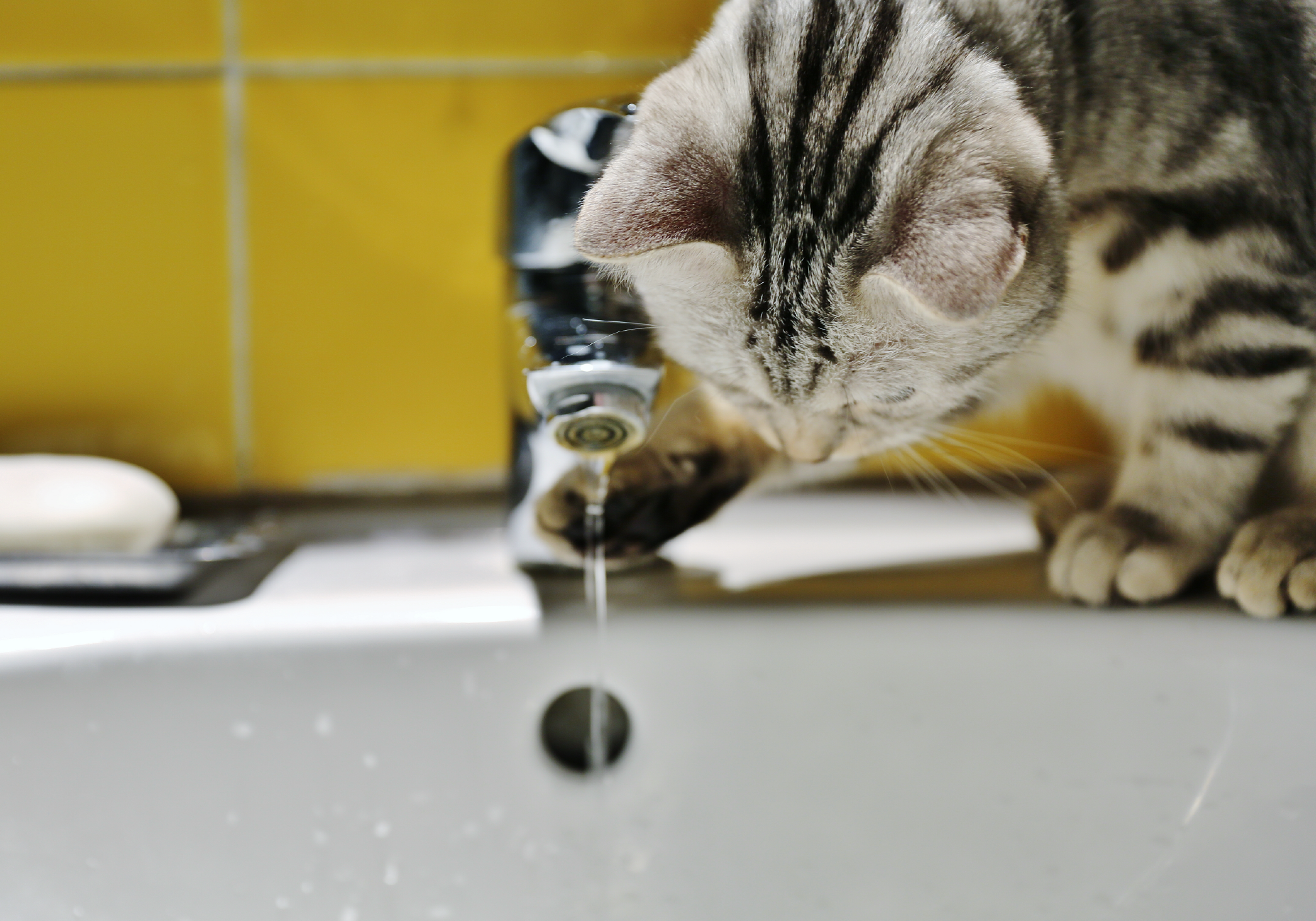¿Cuánta agua deben beber los gatos al día para estar hidratados?