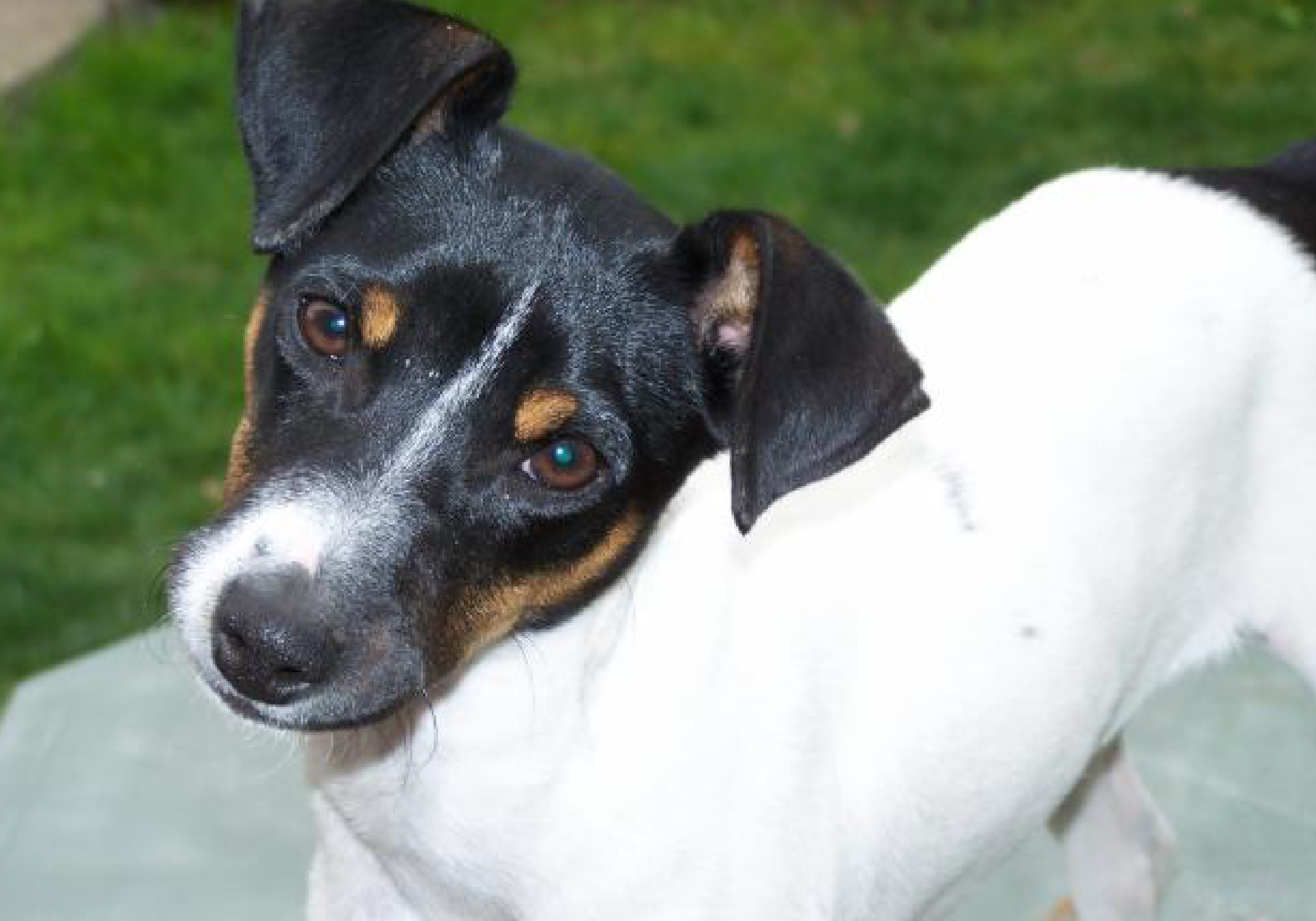 Guía completa del Fox Terrier Chileno: origen, cuidados y consejos Prácticos