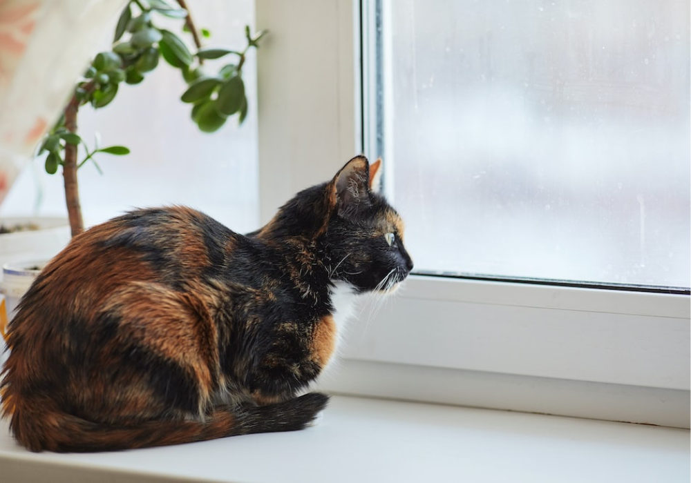 ¿Tu peludito sufre de Ansiedad por separación?