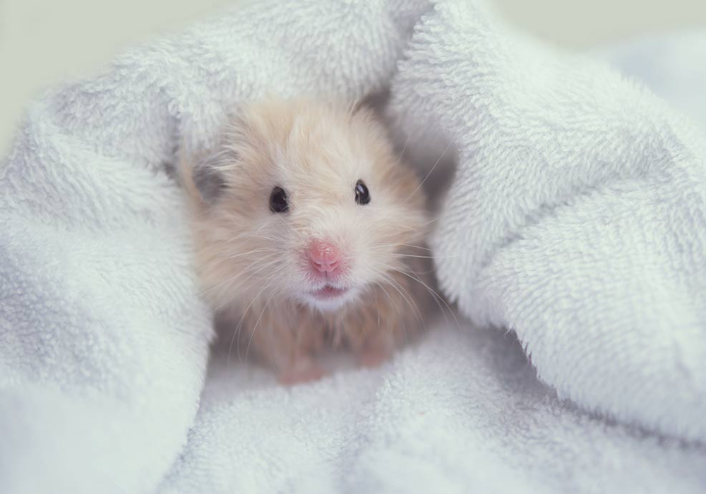 Cuidados básicos para tener un Hámster en casa