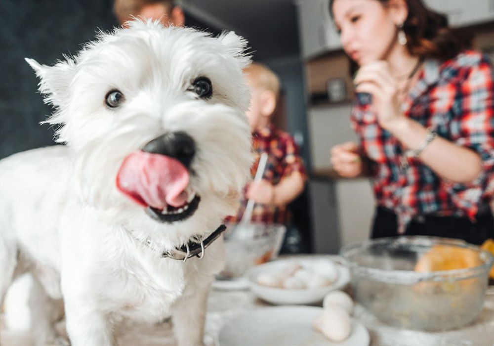 ¿Es recomendable darle azúcar a los perros y gatos? Averígualo aquí.