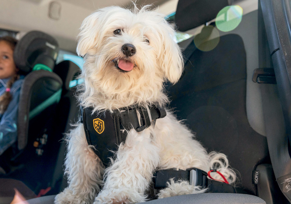 ¿Cómo ayudar a que tu mascota no sufra de ansiedad al viajar? 6 tips claves