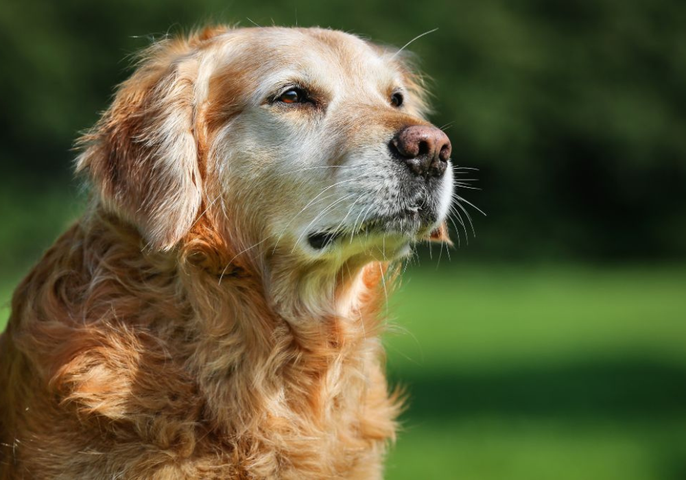 Guía completa para el cuidado de tu mascota en etapa senior