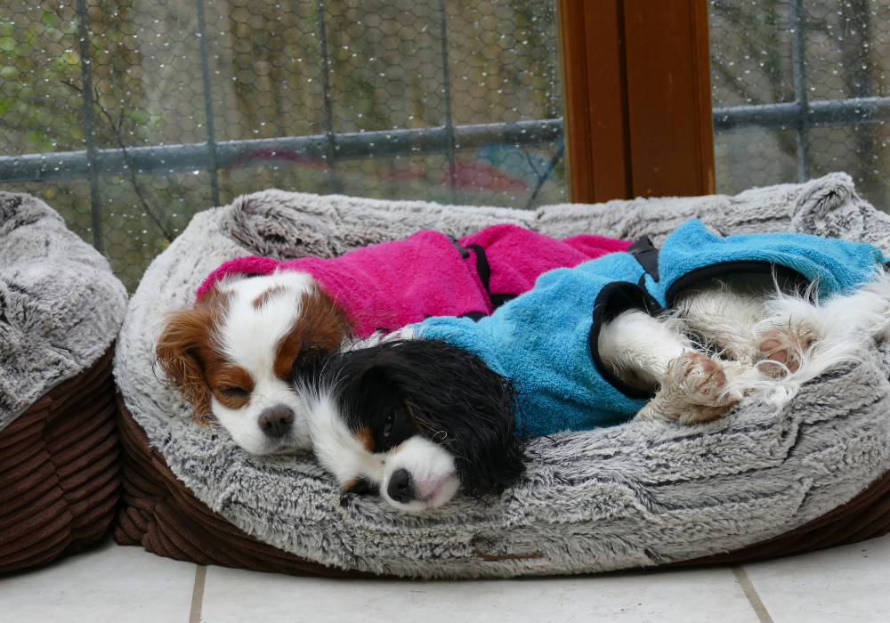 Guía de cuidados para mascotas en otoño: protege a tu perro y gato.