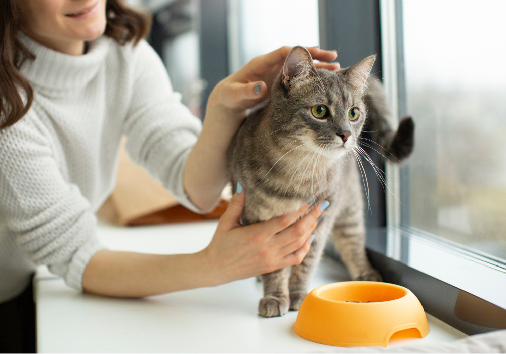 ¡Mi gato no quiere comer!: causas y soluciones para recuperar su apetito