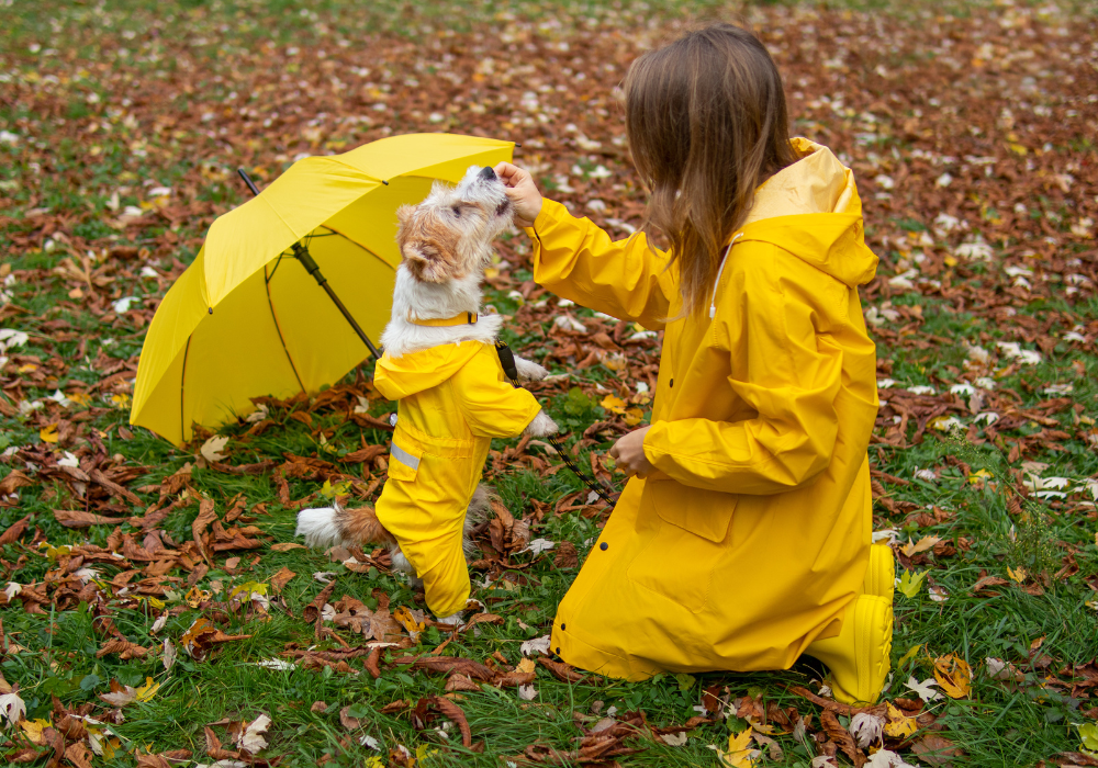¿Es bueno sacar a pasear a tu mascota cuando llueve? Consejos y Precauciones