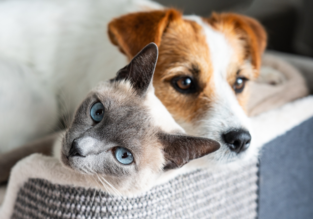 ¿Cómo cuidar a tu peludito con problemas renales? Guía completa