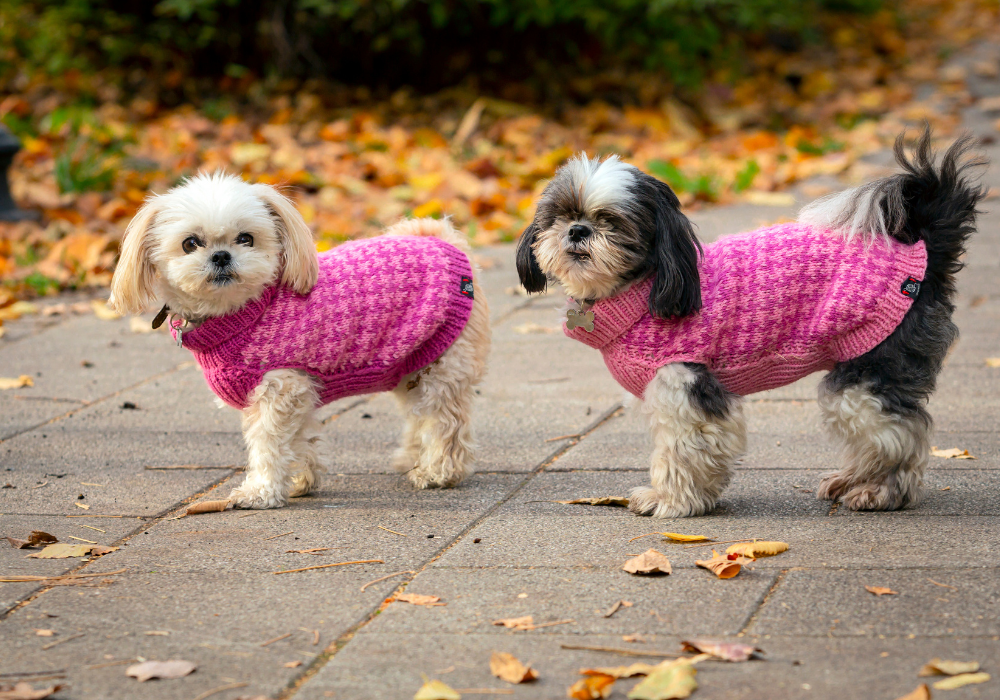 ¿Es bueno ponerle ropa a los perros y gatos? Descubre cuándo es necesario