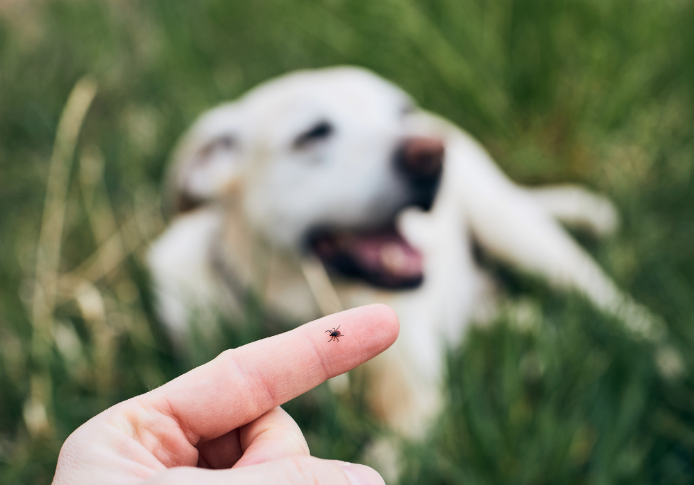 Picaduras de insectos en mascotas: cómo identificarlas y actuar rápidamente