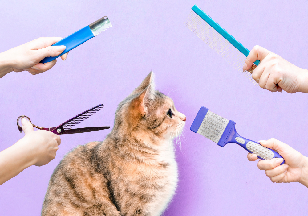 Corte de pelo para mascotas: ¿es recomendable en verano?