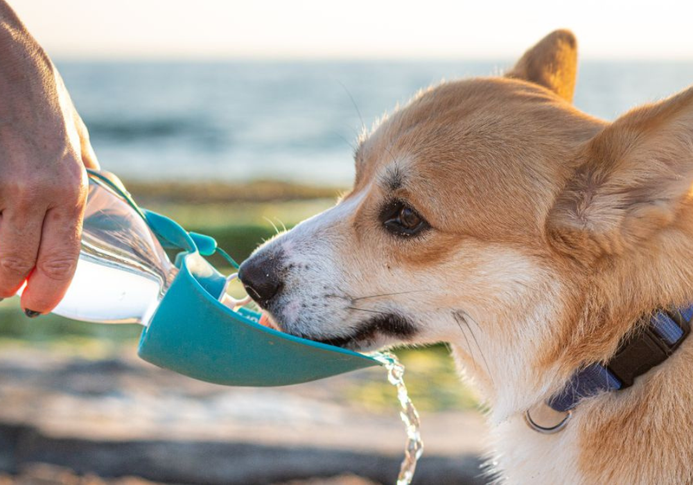 ¿Cómo prevenir la deshidratación en perros y gatos? Guía completa