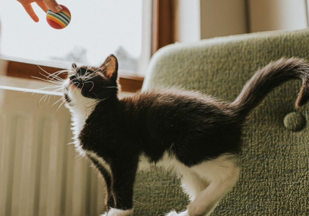 ¿Por qué los perros y gatos mueven la cola? Significado del lenguaje corporal de tu peludito