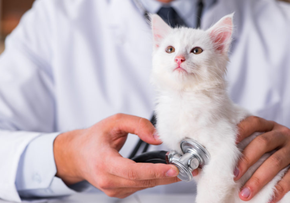 Hongo brasileño, ¿Cómo evitar que tu peludito se contagie?