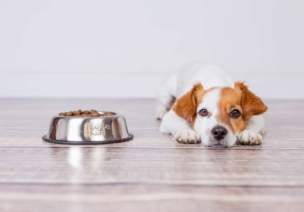 ¿Por qué mi mascota no quiere comer? Trucos y alimentos para mejorar su apetito
