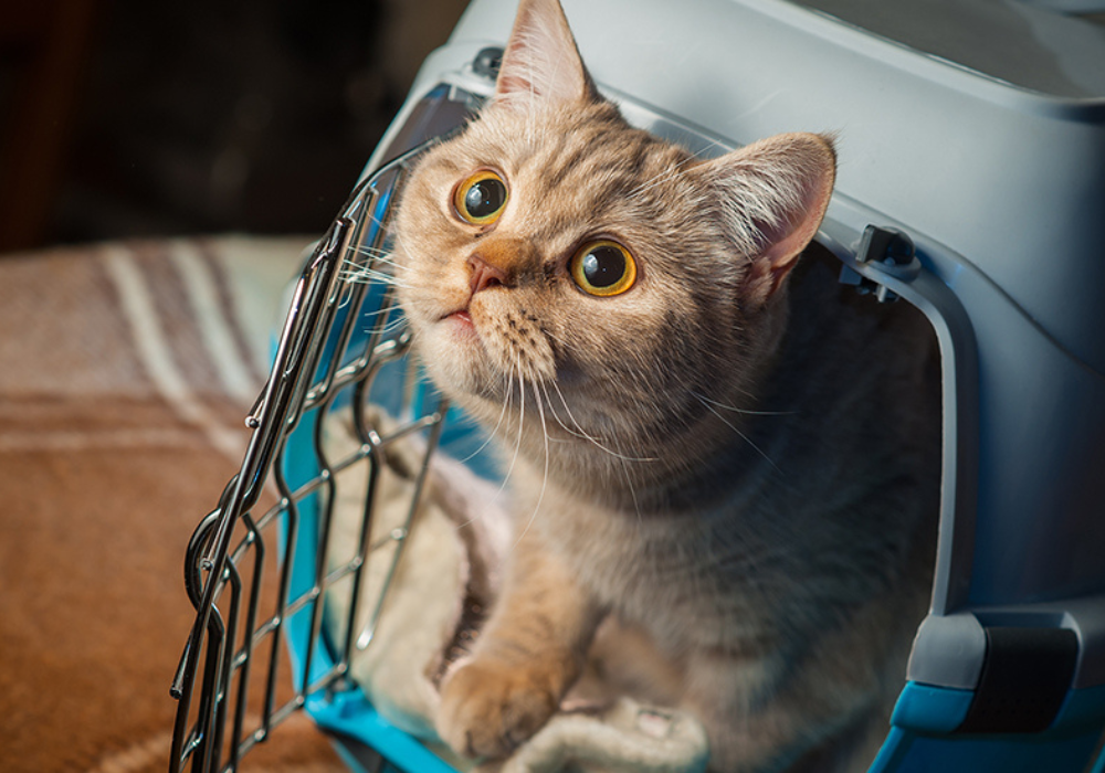 ¿Cómo proteger a tu gatito durante un sismo? Consejo claves antes, durante y después del episodio geológico.