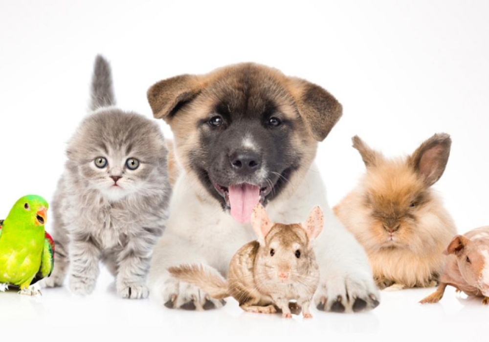 Día del hermano, en una familia multiespecie.