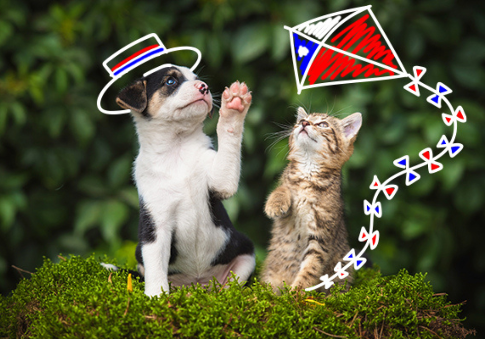 ¿Qué alimentos darle a tu mascota en Fiestas Patrias? Tips, recetas y más.