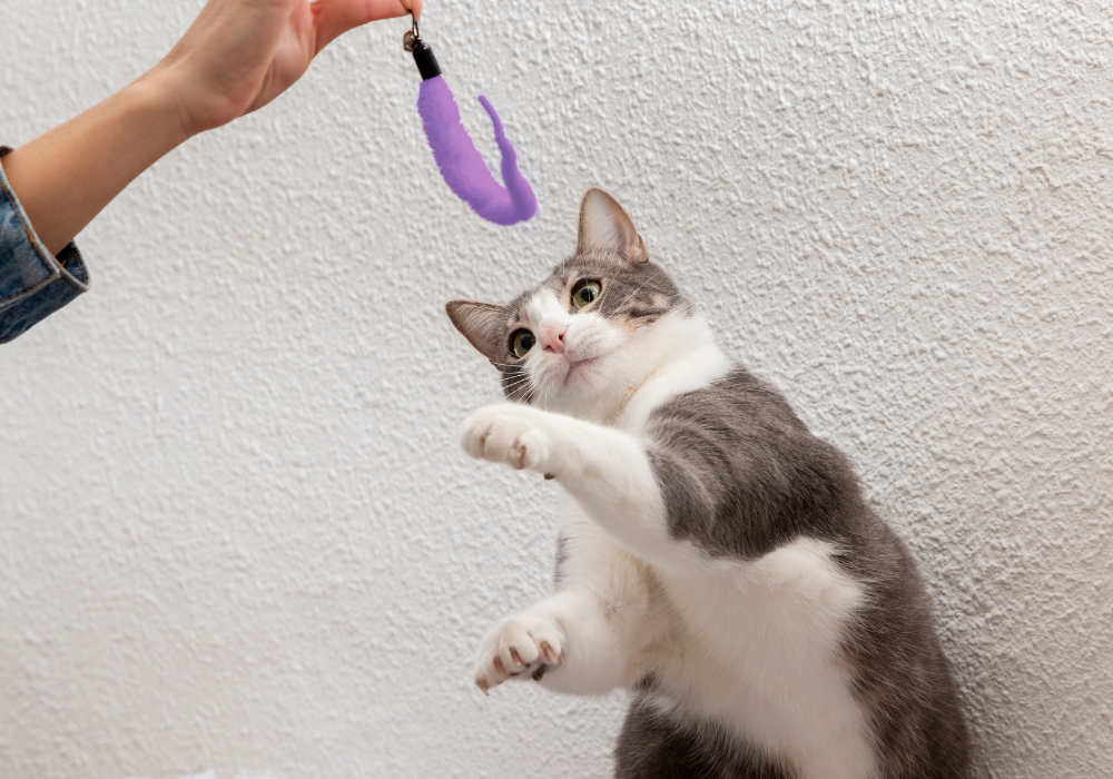 ¿Tu mascota es diestro o zurdo? Averigua si tiene una pata dominante