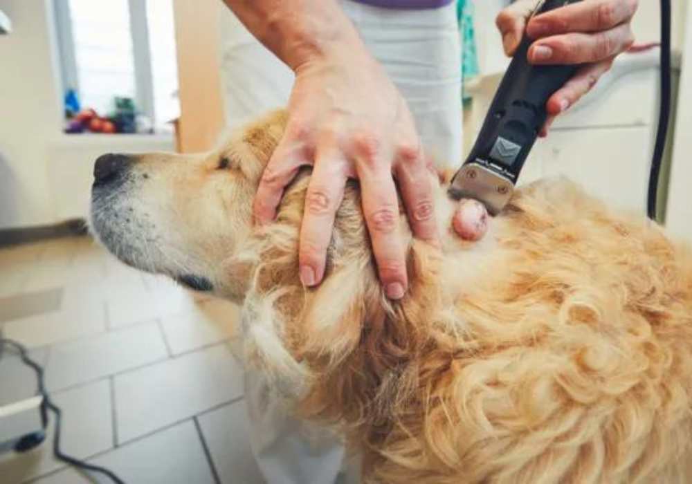 Cáncer en las mascotas. Síntomas, diagnóstico y tratamientos.