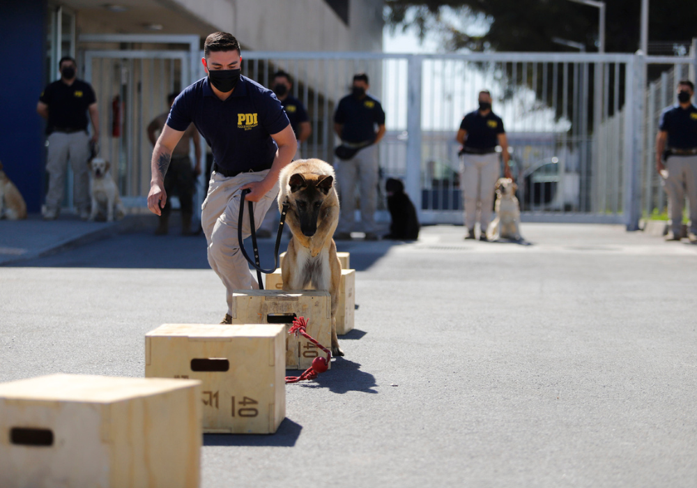 Brigada Canina. ¿Cómo es el trabajo de estos peluditos?