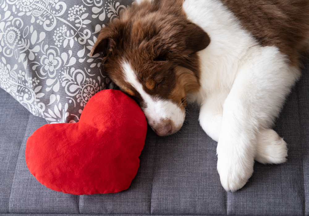 Cómo proteger la salud cardíaca de tu mascota: Consejos y señales de alerta