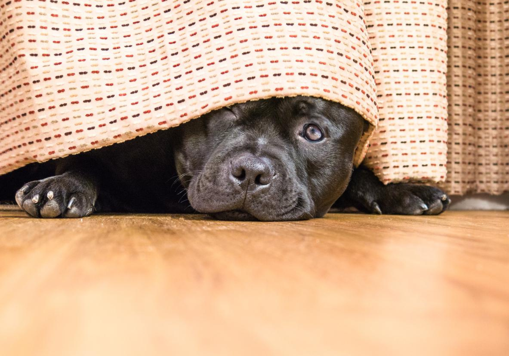 ¿Los perritos perciben los sismos antes que los humanos?