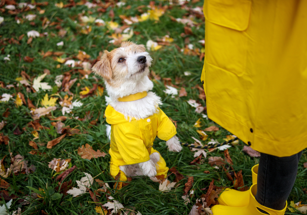 ¿Cómo cuidar a tu mascota con las lluvias? Consejos prácticos