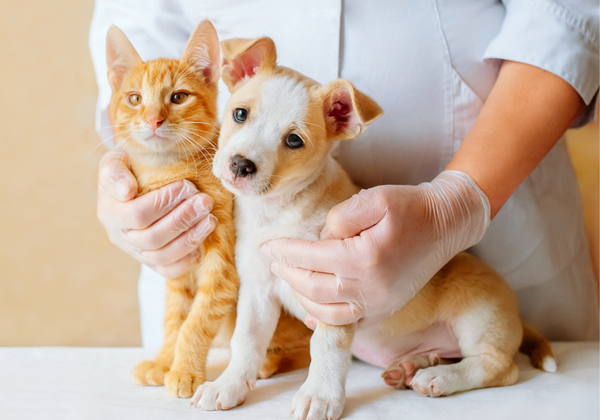 Esterilización en las Mascotas: Promoviendo la Salud y el Bienestar