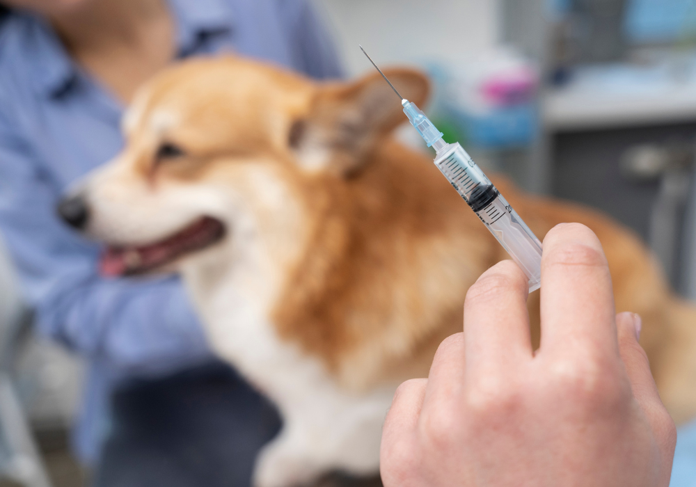 ¿Qué vacunas debe tener mi mascota? Obligatorias y opcionales