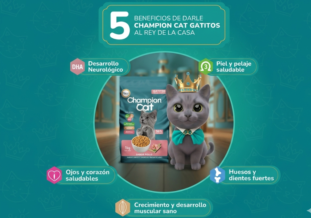 Champion Cat Gatitos: el alimento ideal para un crecimiento sano y fuerte