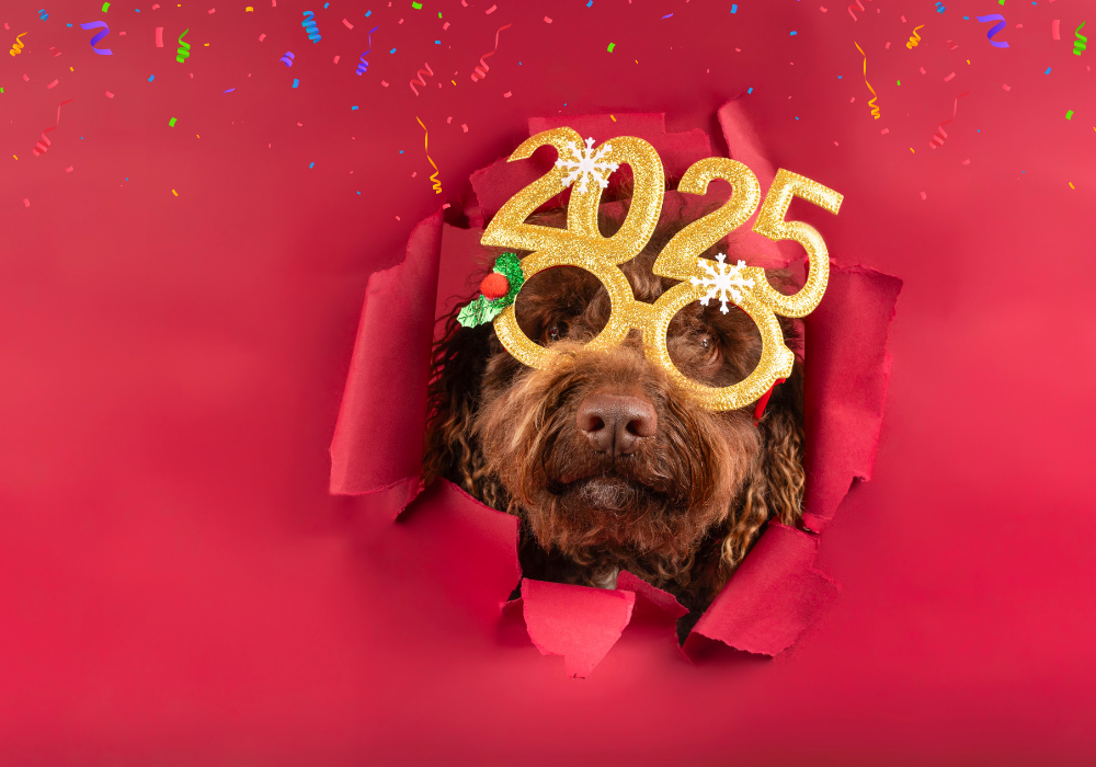 Resoluciones y cábalas para el nuevo año junto a tu mascota