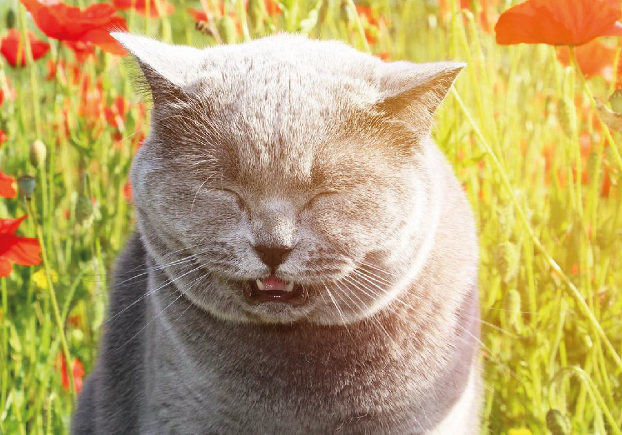 Alergias en nuestros peluditos, ¿Cómo identificarlas y qué hacer?