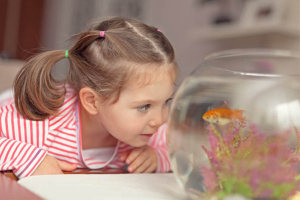 Todo sobre el cuidado de los Peces