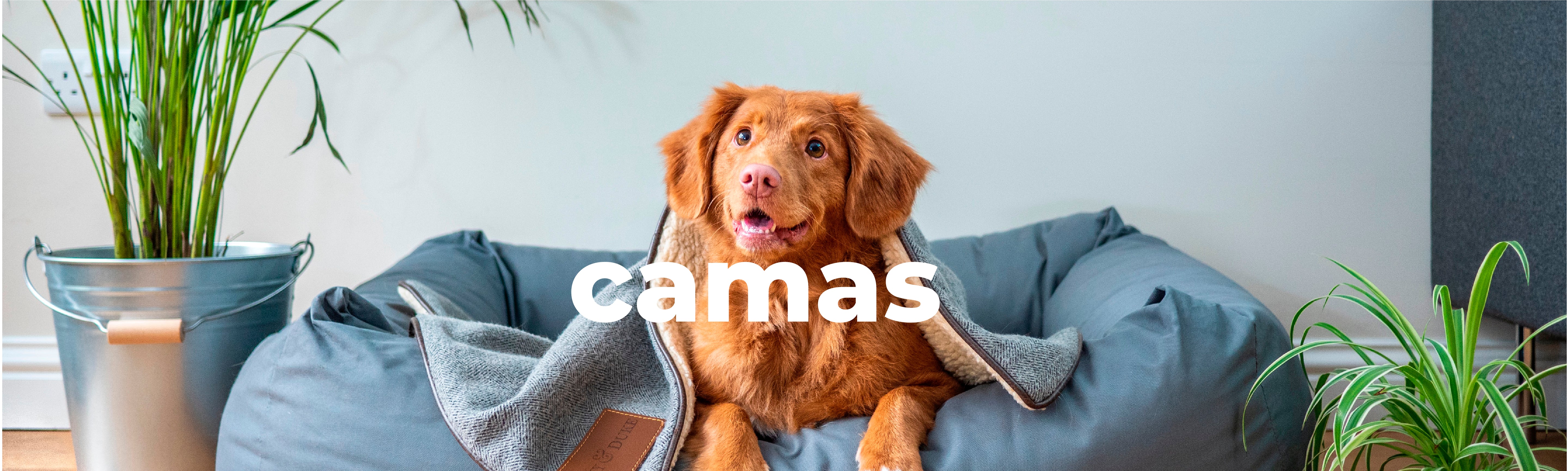 Camas Perros