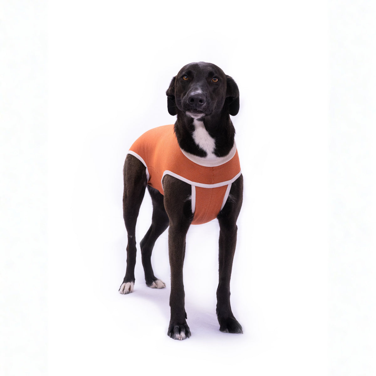 BODY COBRE TRADICIONAL PERRO Y GATO TALLA 10 | 25 a 30 kg