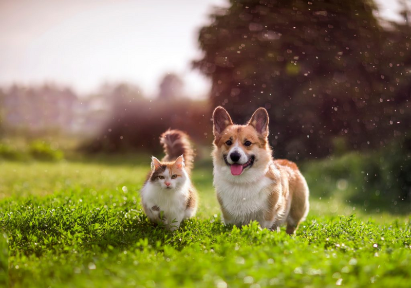 Día de la alegría junto a tu mascota. ¿Cómo complementar su felicidad?