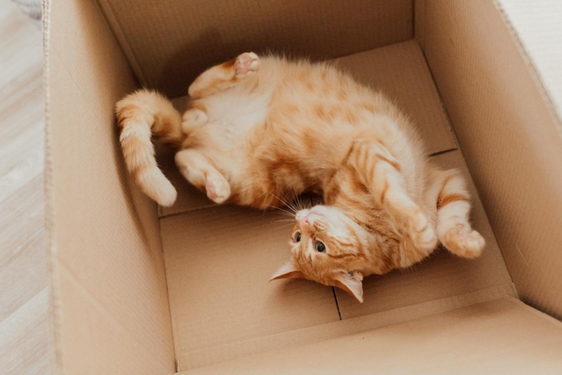 Descubre por qué los gatos aman las cajas
