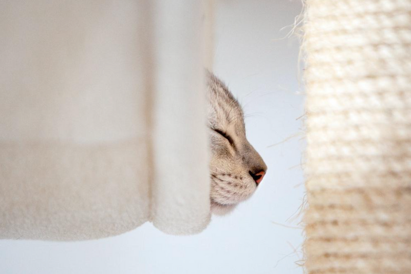 La nariz de tu gatito: 4 curiosidades que tal vez no conocías