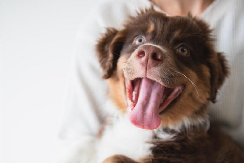 10 consejos para cuidar a tu perro en casa