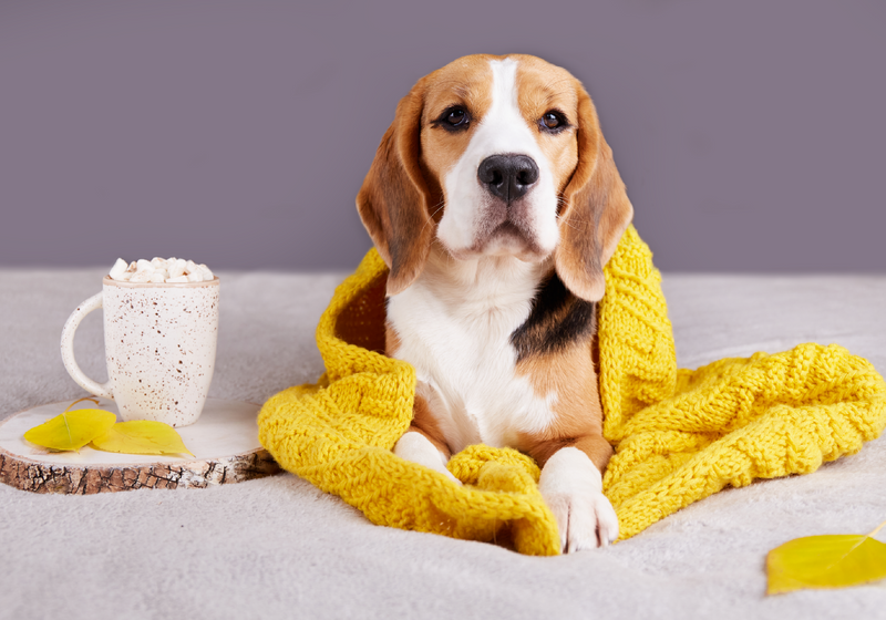 ¿Sabes cuál es la mejor alimentación para tu perro en invierno?