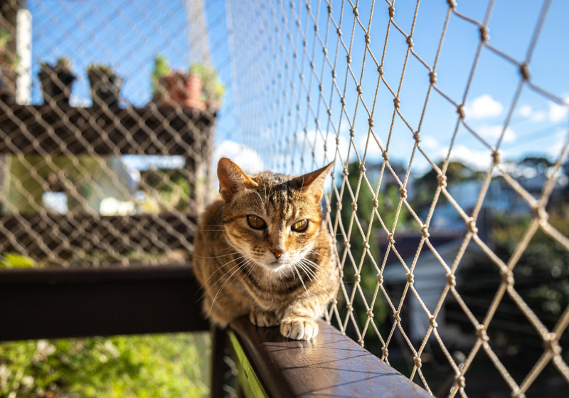 ¿Qué cuidados necesita un gatito indoor?